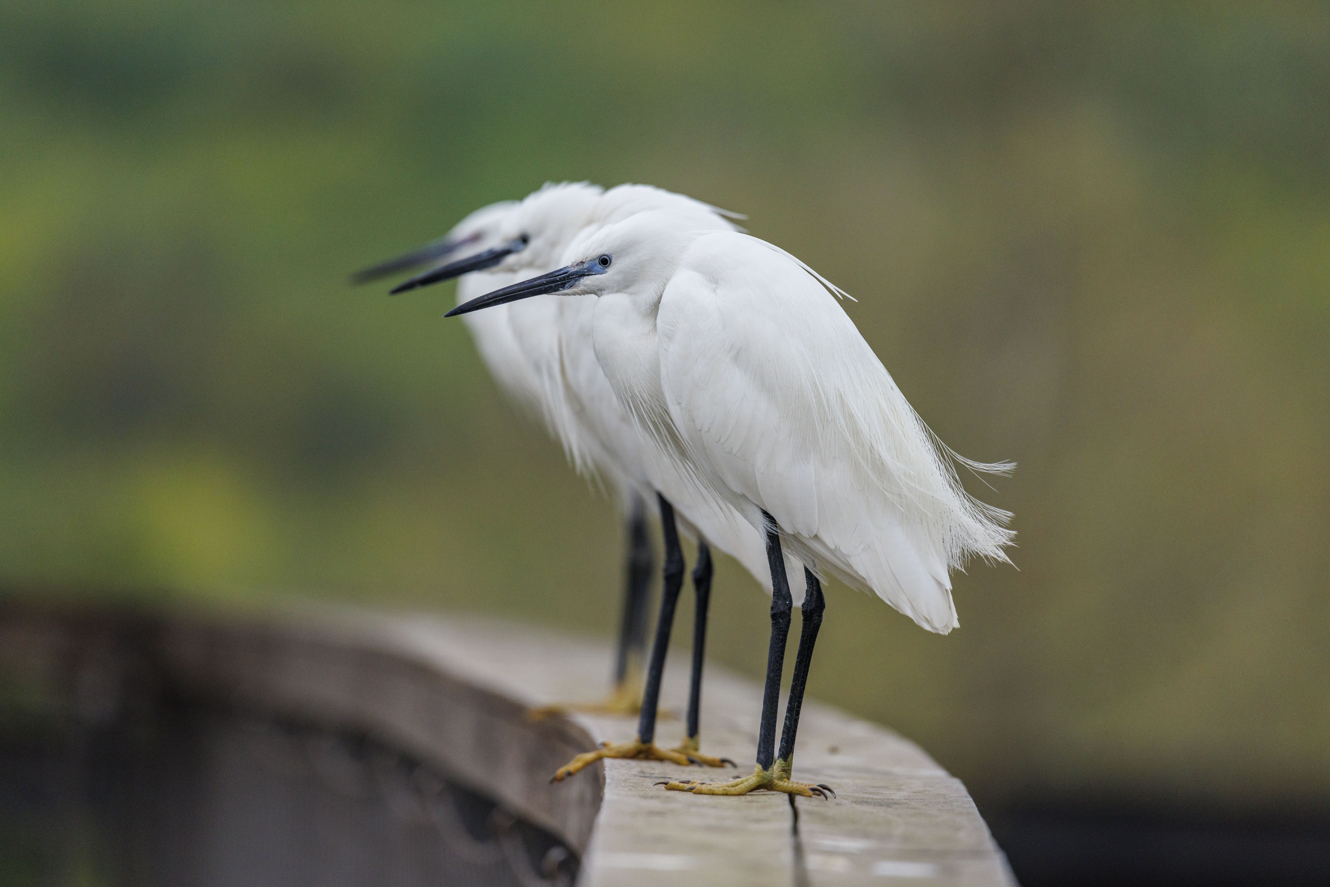 20220330-March 30, 2022-070940-2-070940.jpg